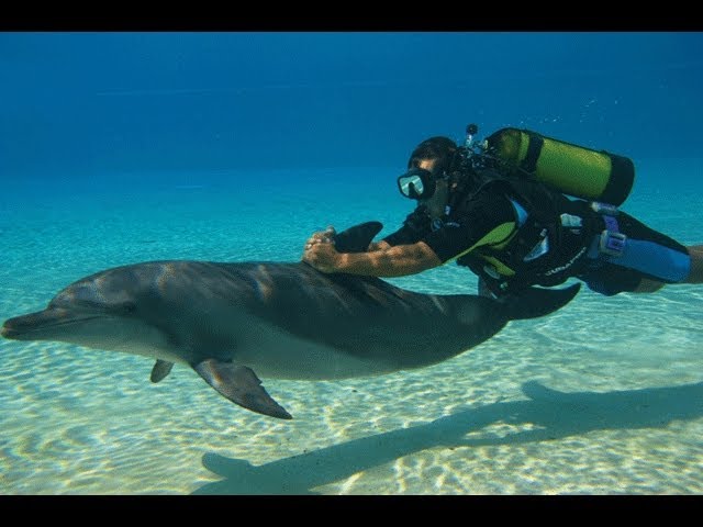 The Dolphin Swim: Dive into Adventure
